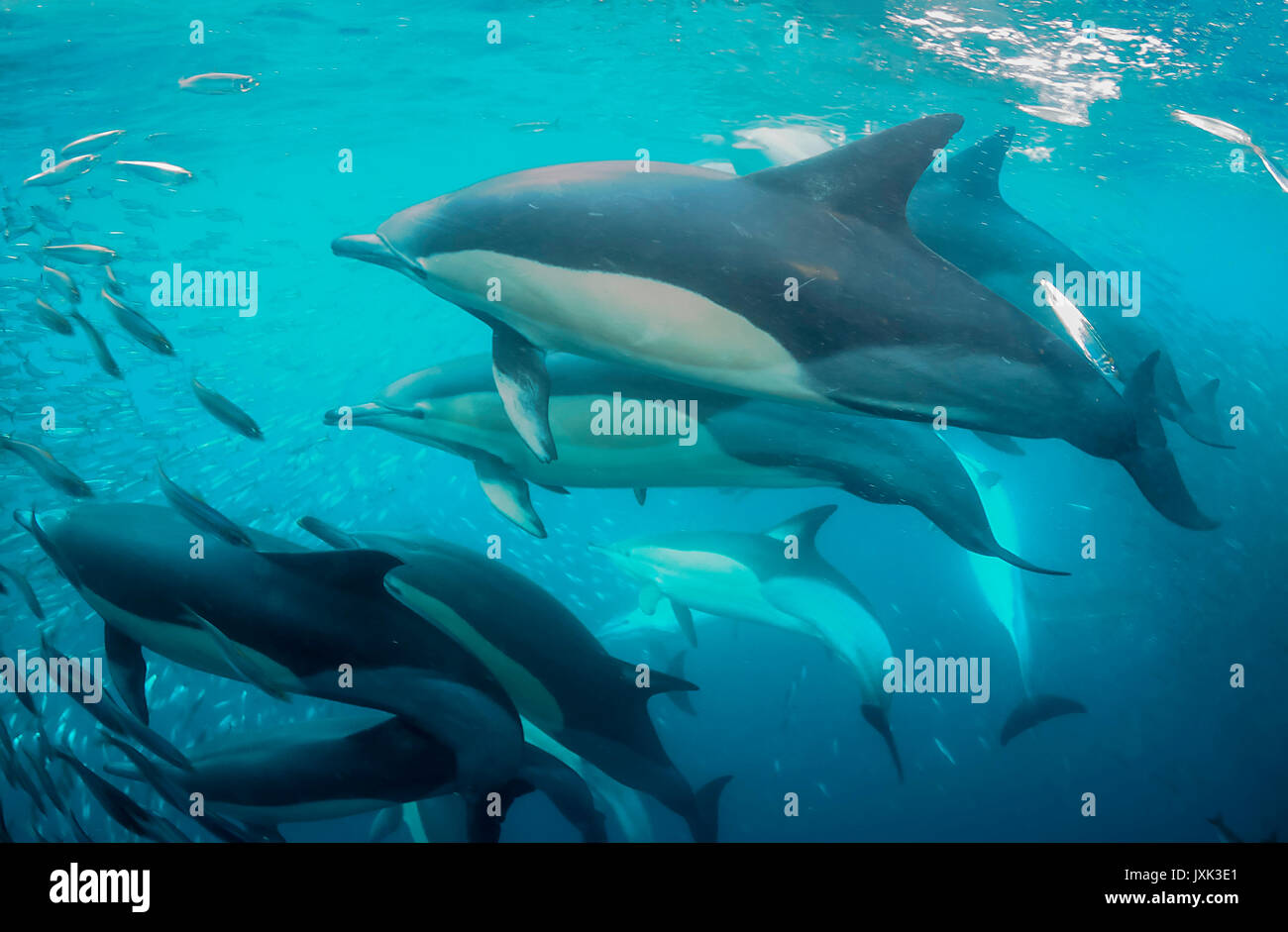 Gemeine Delfine als Team arbeiten, runden Sardinen in ein Köder ball, damit Sie sich auf das füttern kann, Eastern Cape, Südafrika. Stockfoto