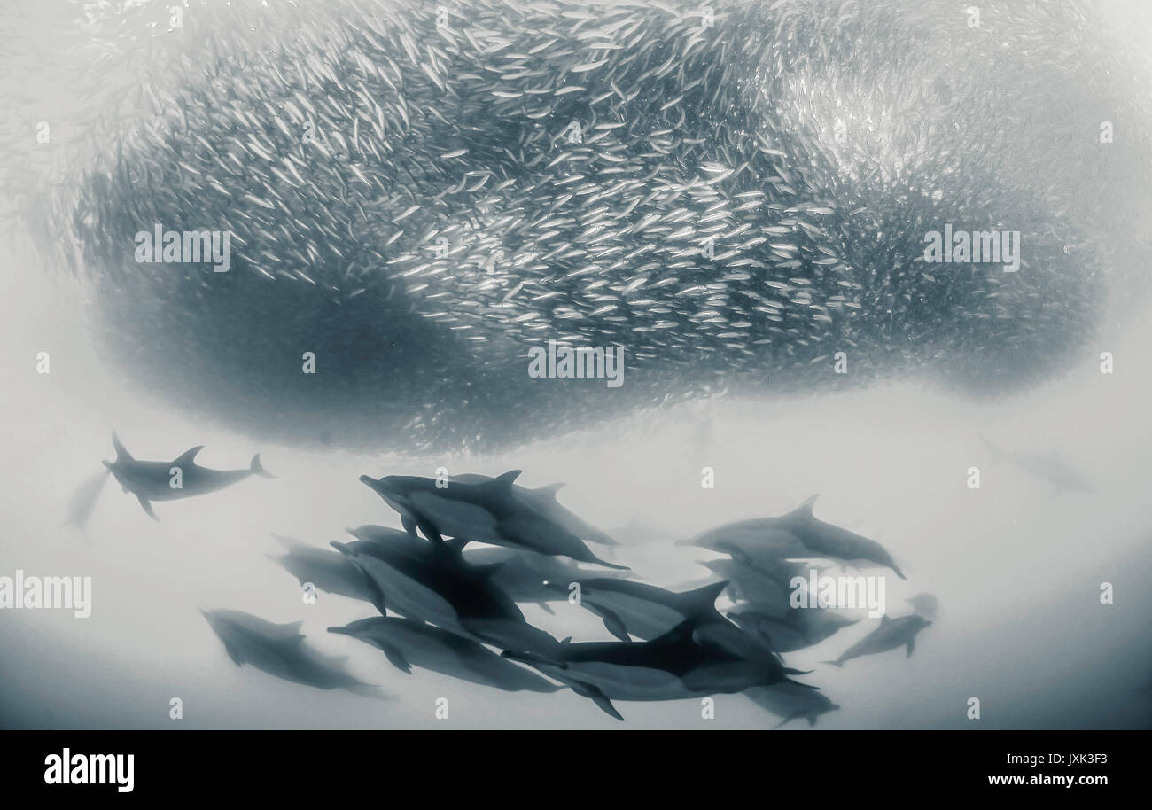 Gemeine Delfine als Team arbeiten, runden Sardinen in ein Köder ball, damit Sie sich auf das füttern kann, Eastern Cape, Südafrika. Stockfoto