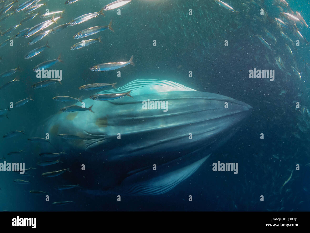 Brydes Wal oben kommen durch eine Sardine Köder Ball auf die Sardinen während der jährlichen Sardine Run zu füttern, Eastern Cape, Südafrika. Stockfoto