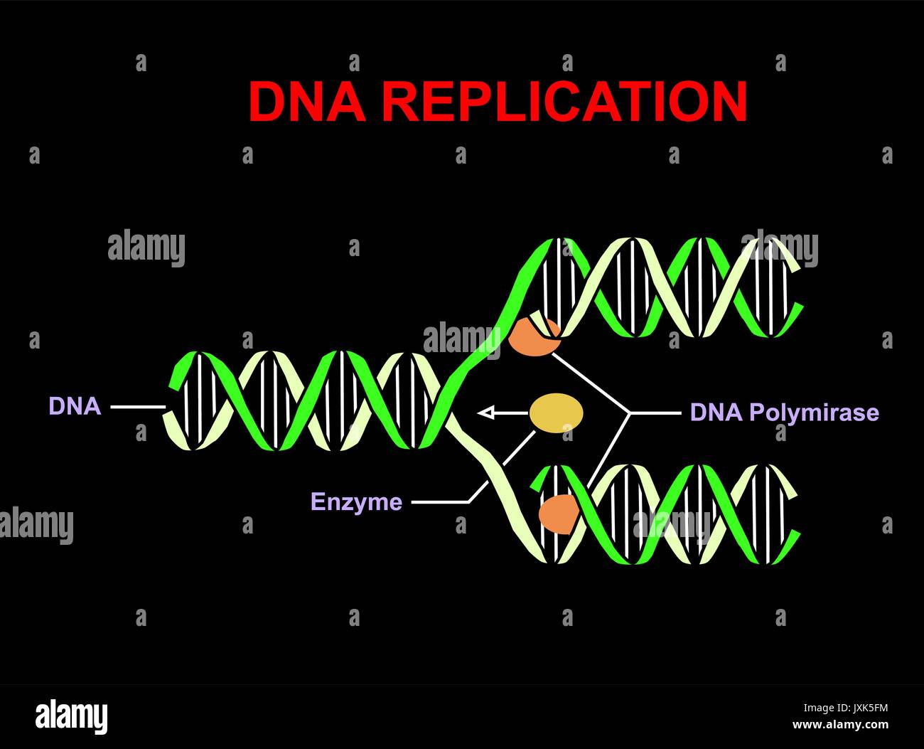 DNA-Replikation auf Schwarz. Bildung info Grafik. Stock Vektor