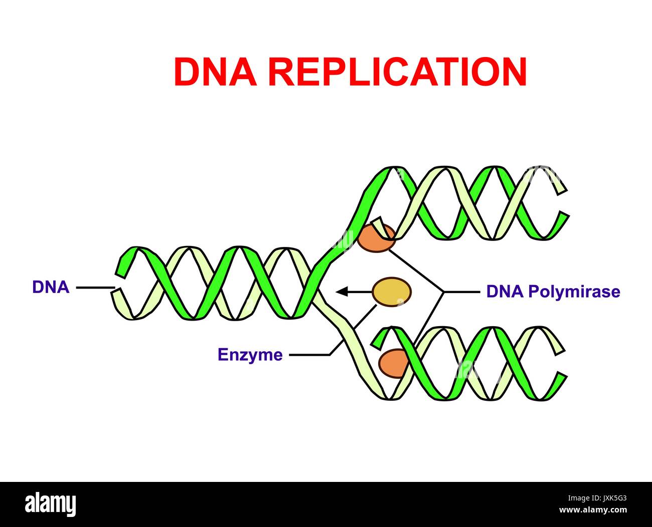 DNA-Replikation auf Weiß. Bildung info Grafik. Stock Vektor