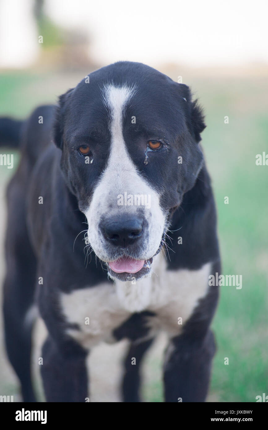 Zentralasiatischer Schäferhund, Alabai, Turkmenischen Wolfshund Stockfoto