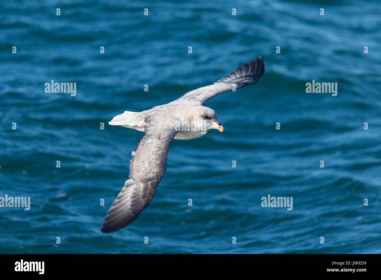 Arktis Eissturmvogel auf Der nordfjorden Stockfoto