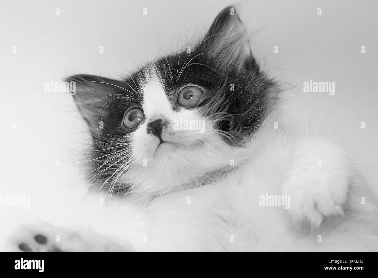 Eine süße Katze, die nach dem Spiel erschöpft war Stockfoto