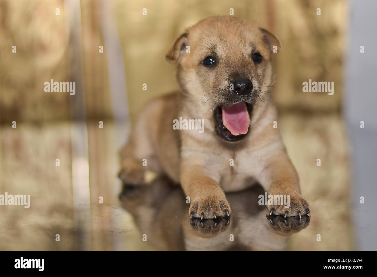 Der haushund ist auf dem Boden liegend Stockfoto