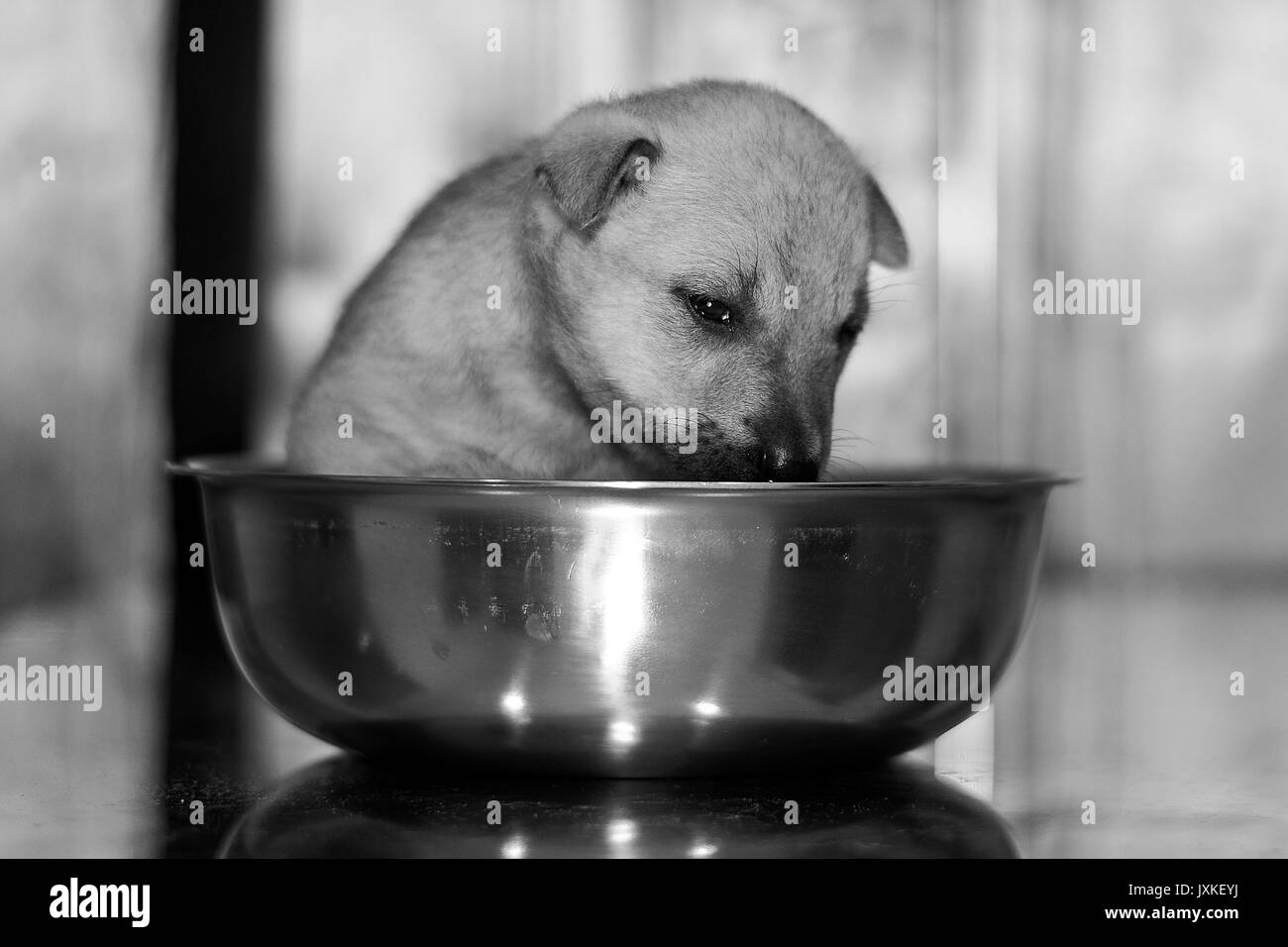 Der haushund ist auf dem Boden liegend Stockfoto