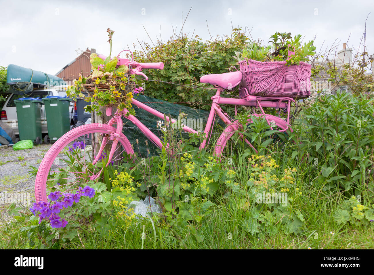 Alte bemalte rosa Fahrrad im grünen Rahmen einer vorderen Garten, Orkney Schottland Großbritannien Stockfoto