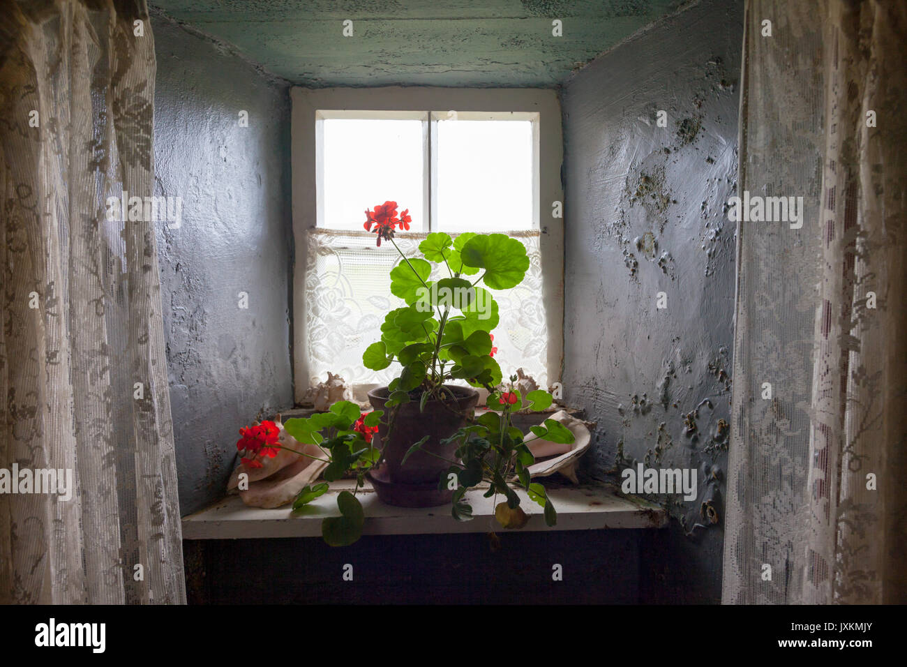 Potplant in einem altmodischen Fenster einer Hütte Innen Stockfoto
