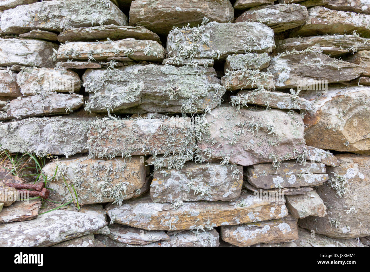 Flechten wachsen auf einer Wand Trockenmauern Trockenmauern Schottland Orkney Stockfoto