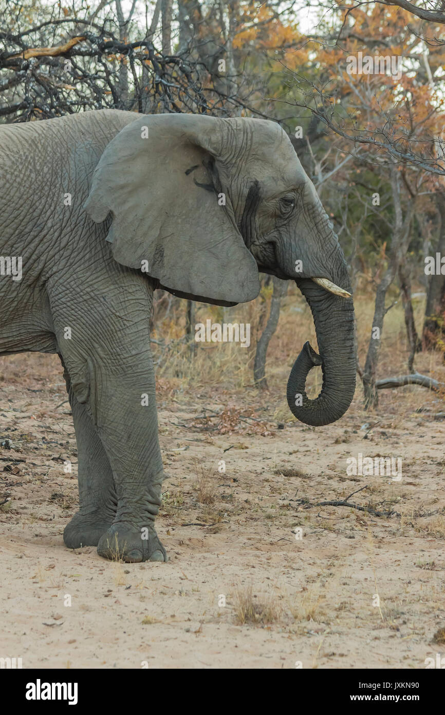 Weibliche Elefanten mit einer eingerollten Rüssel im afrikanischen Busch Stockfoto
