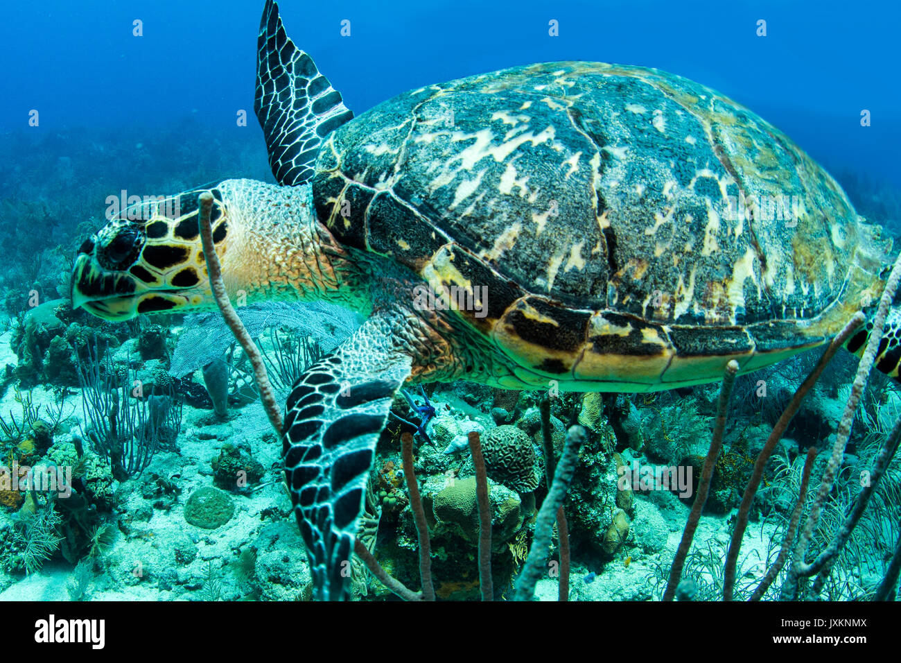 Unterwasser-fotografie: Sea Turtle in Roatan Stockfoto
