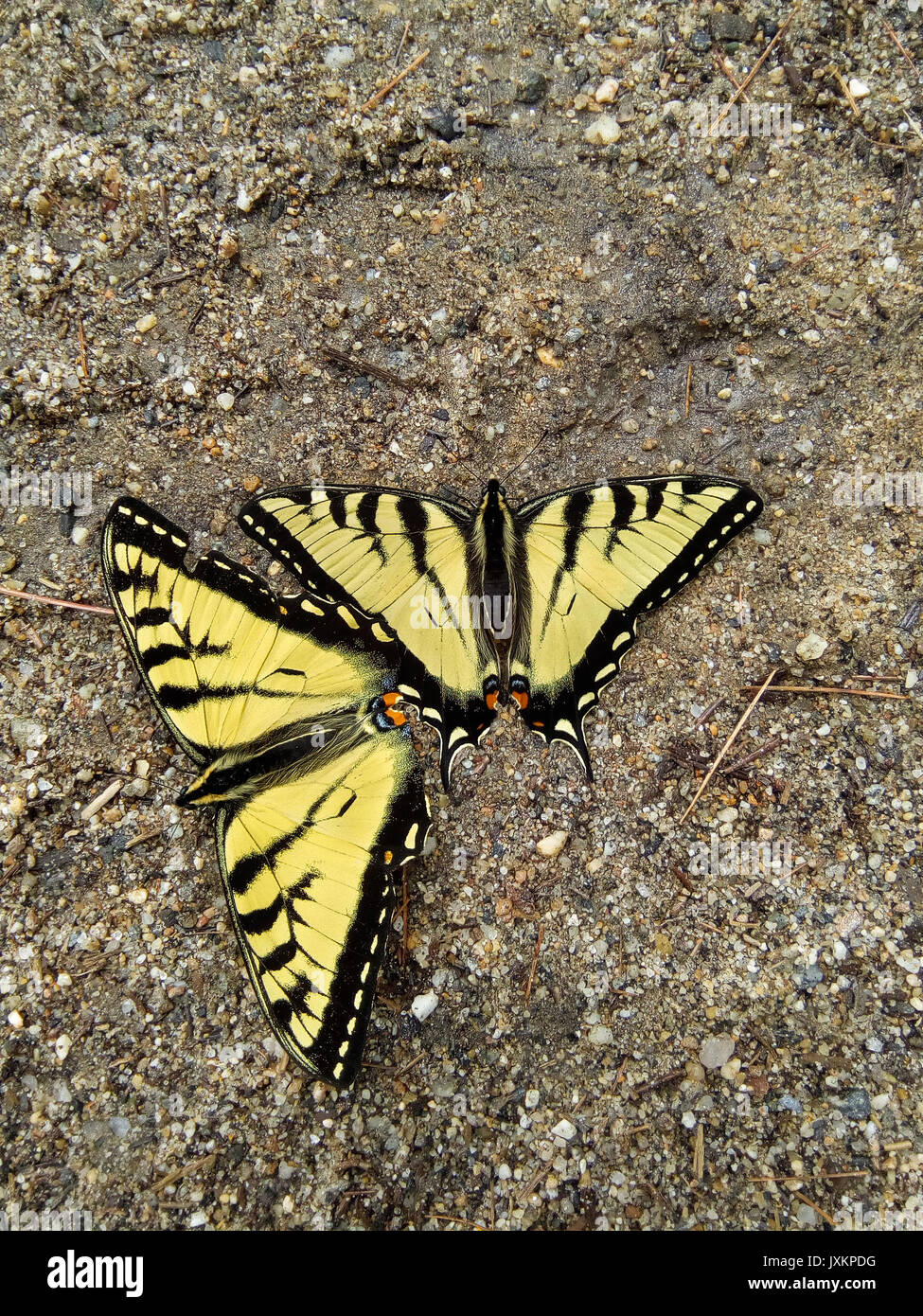 Zwei Erwachsene, männliche Eastern Tiger Swallowtail Schmetterlinge, Papilio glaucus, Im 'puddling', Extraktion von Nährstoffen. New Hampshire, USA. Stockfoto