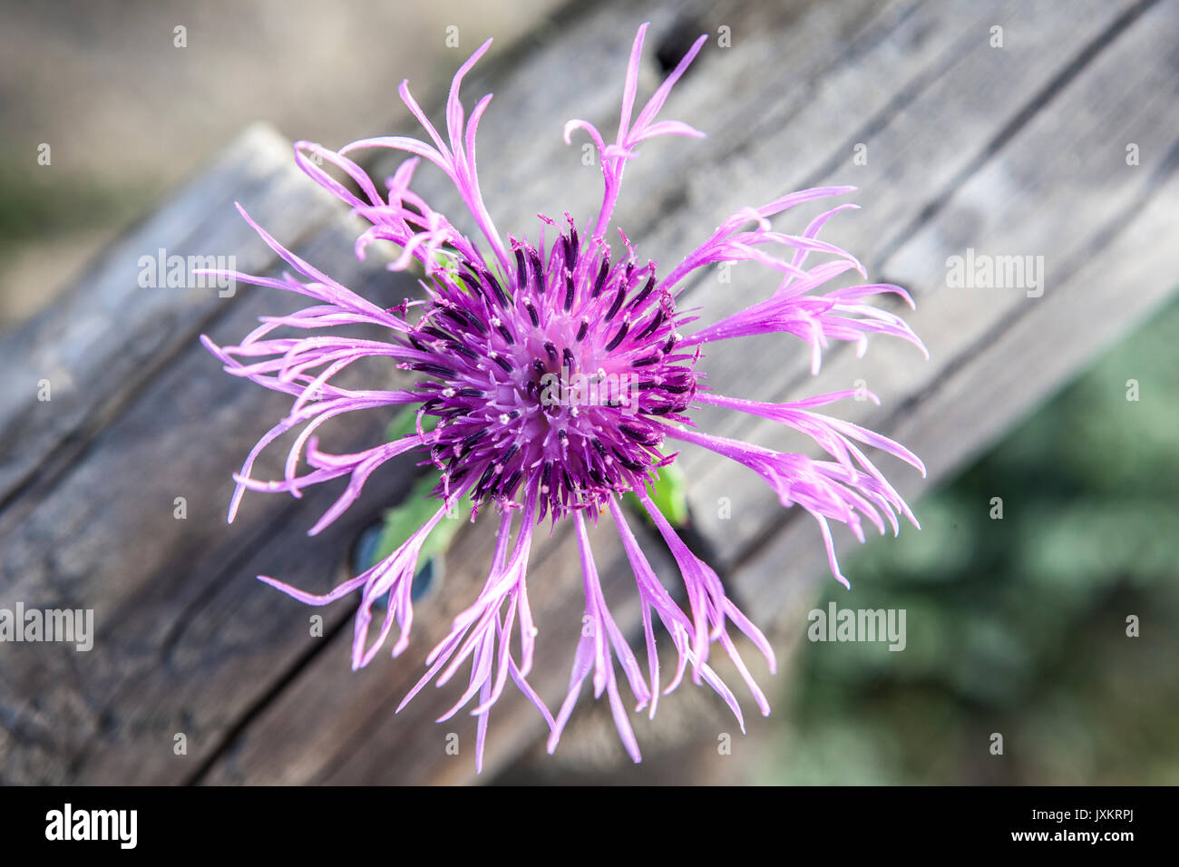 Centaurea sphaerocephala Eine krautige Thistle - wie blühende Pflanze in Piedras Riverside, El Rompido, Huelva, Spanien Stockfoto