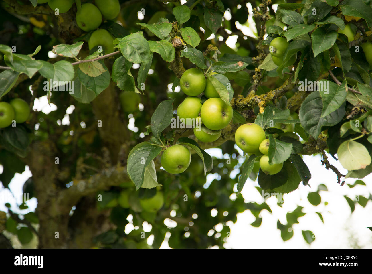 Grüne Äpfel Reifen auf einem Baum in einem englischen Garten Stockfoto