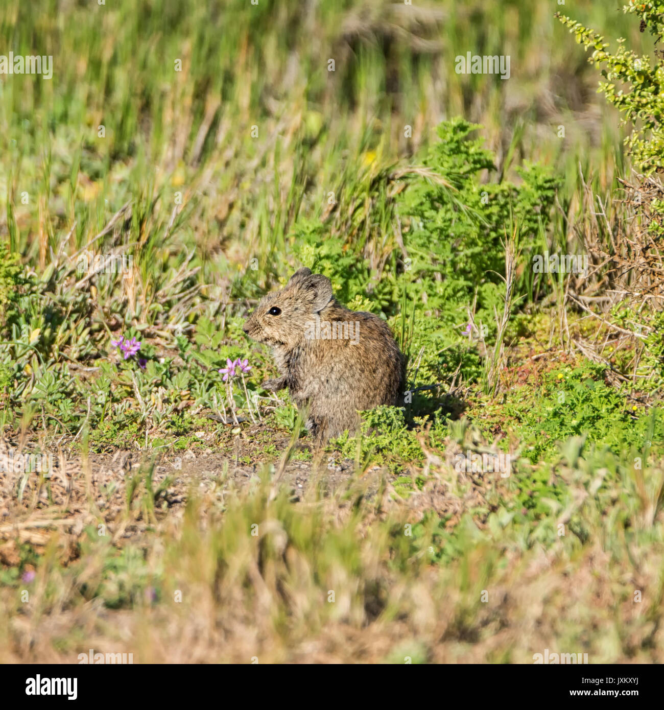 Ein Karoo Bushrat im südlichen afrikanischen Savanne Stockfoto