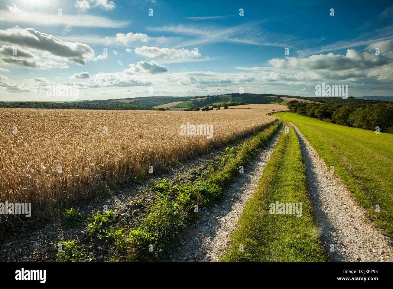 Sommer am Nachmittag auf der South Downs Way in West Sussex, England. Stockfoto