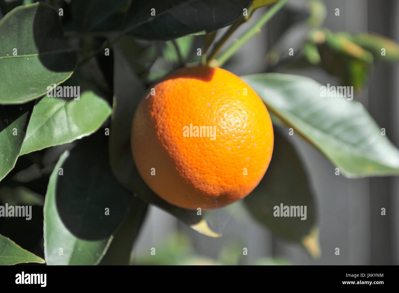 Valencia orange (Citrus sinensis) wächst am Baum im Winter. Potts Hill. New South Wales. Australien Stockfoto
