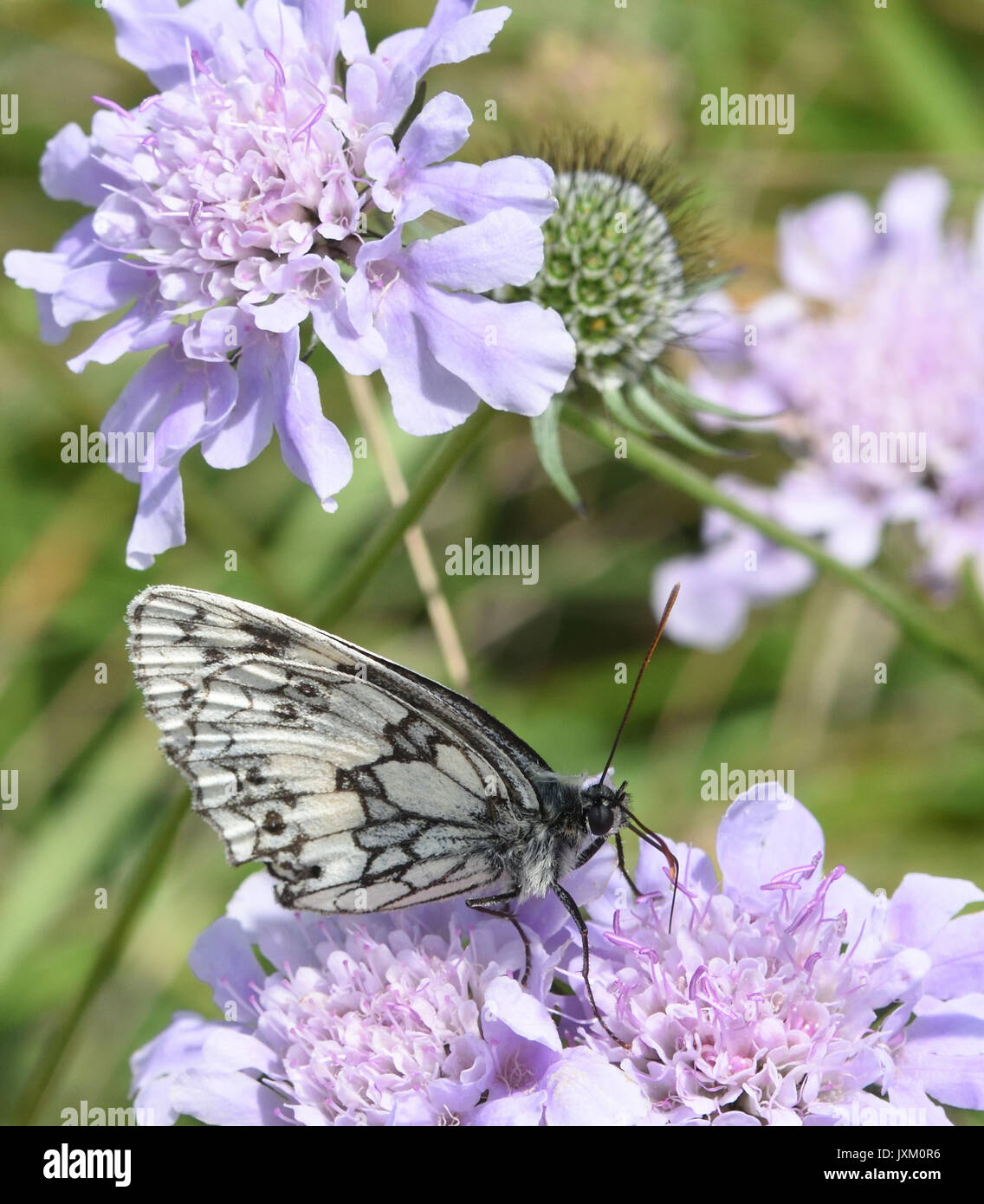 Ein schwarz-weiß marmoriert weiß Schmetterling (Melanargia galathea) mit geschlossenen Flügeln nimmt Nektar aus einer Feld-witwenblume Blume (Knautia arvensis). Stockfoto