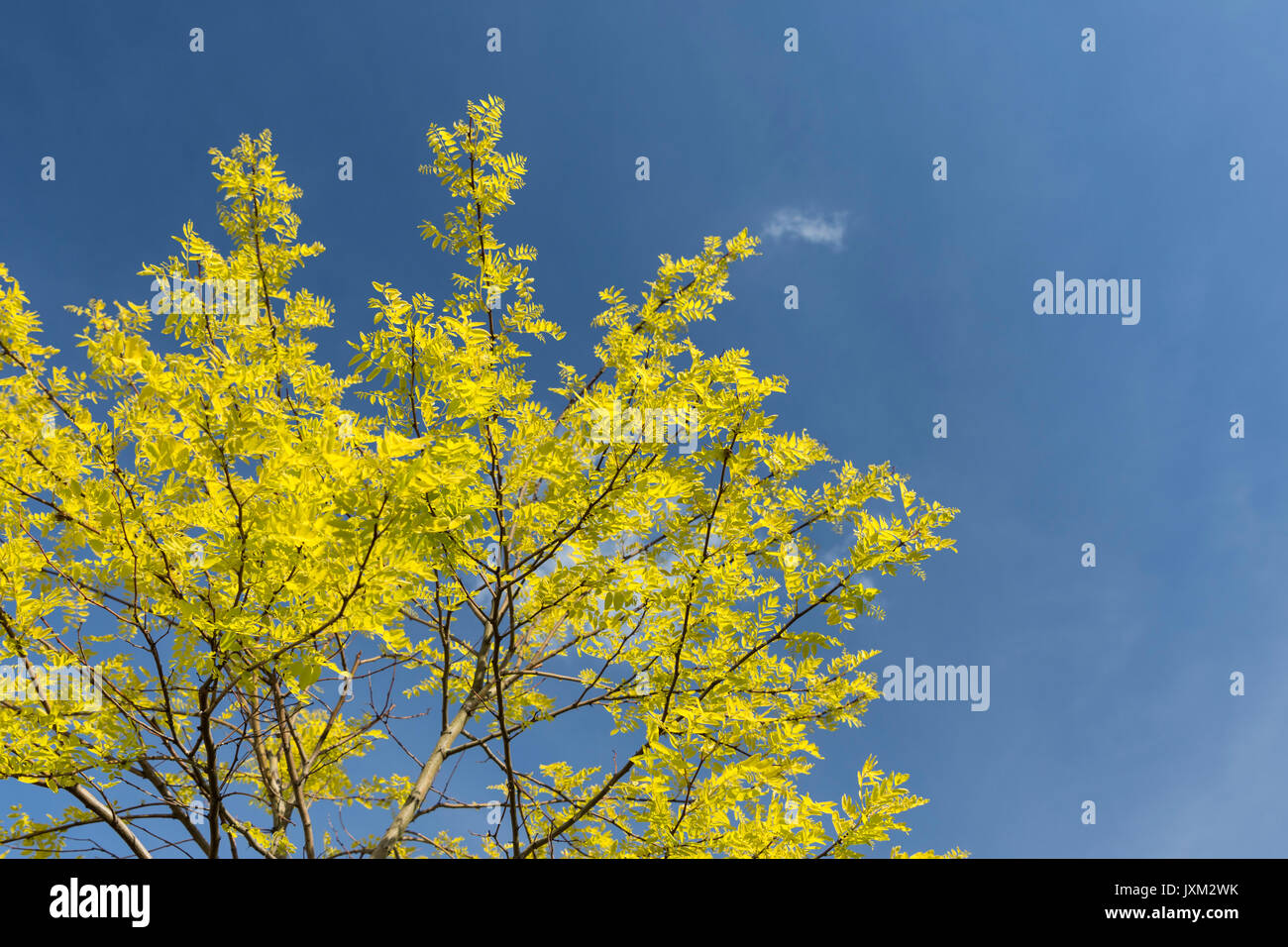 Gelbe leaved Baum gegen den tiefblauen Himmel Stockfoto