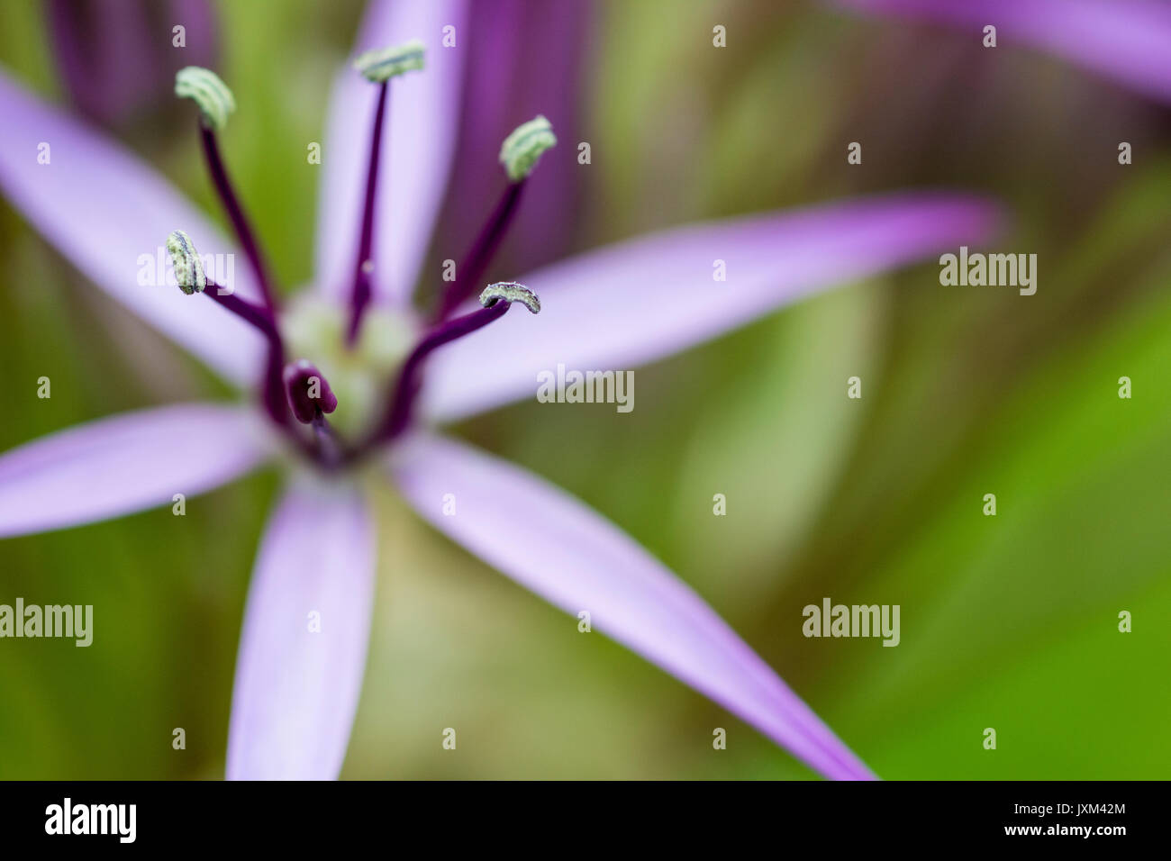 Allium cristophii-Star von Persien. Stockfoto