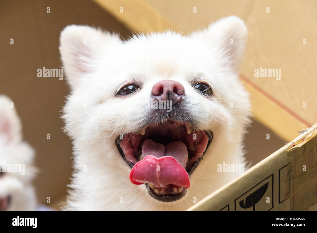 Weiß chihuahua Hund in einem Karton Stockfoto