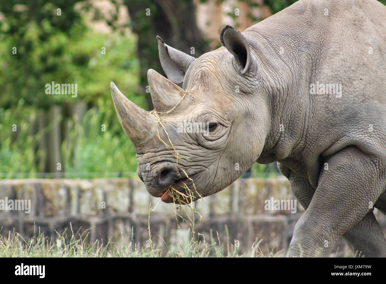 Nashorn detail -Fotos und -Bildmaterial in hoher Auflösung – Alamy
