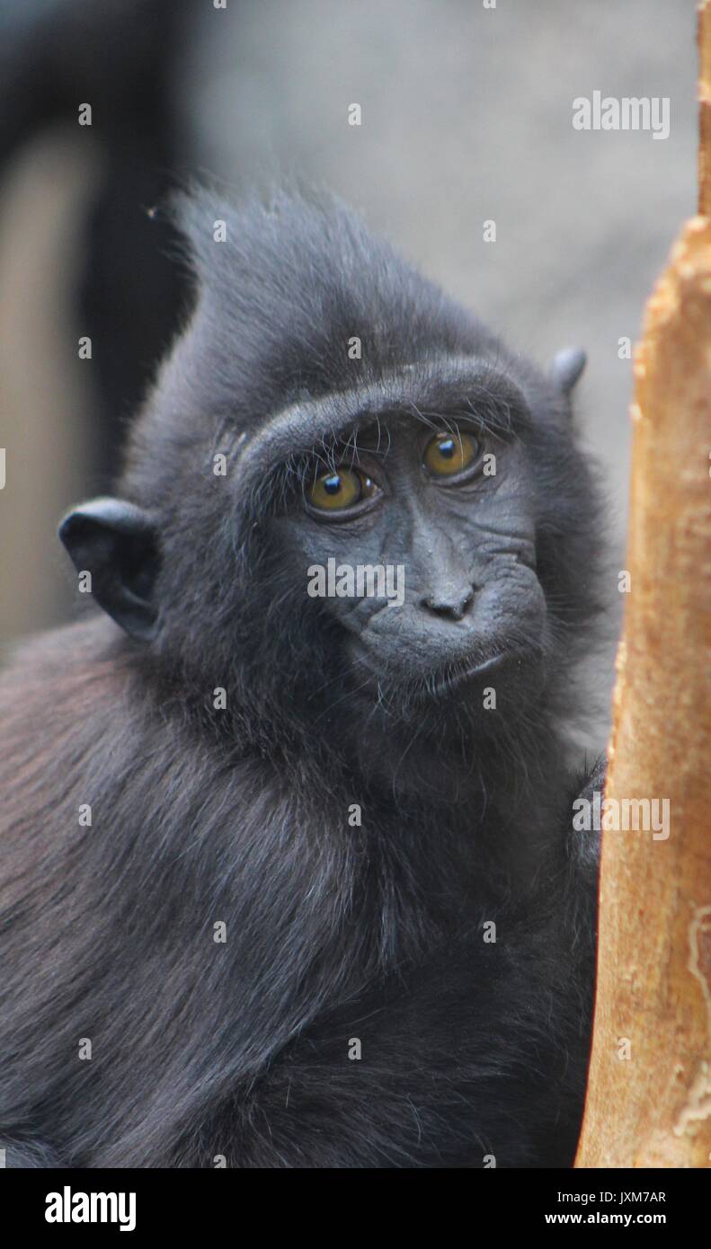 Sulawesi Makaken, monkey Stockfoto