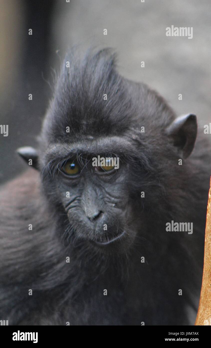Sulawesi Makaken, monkey Stockfoto