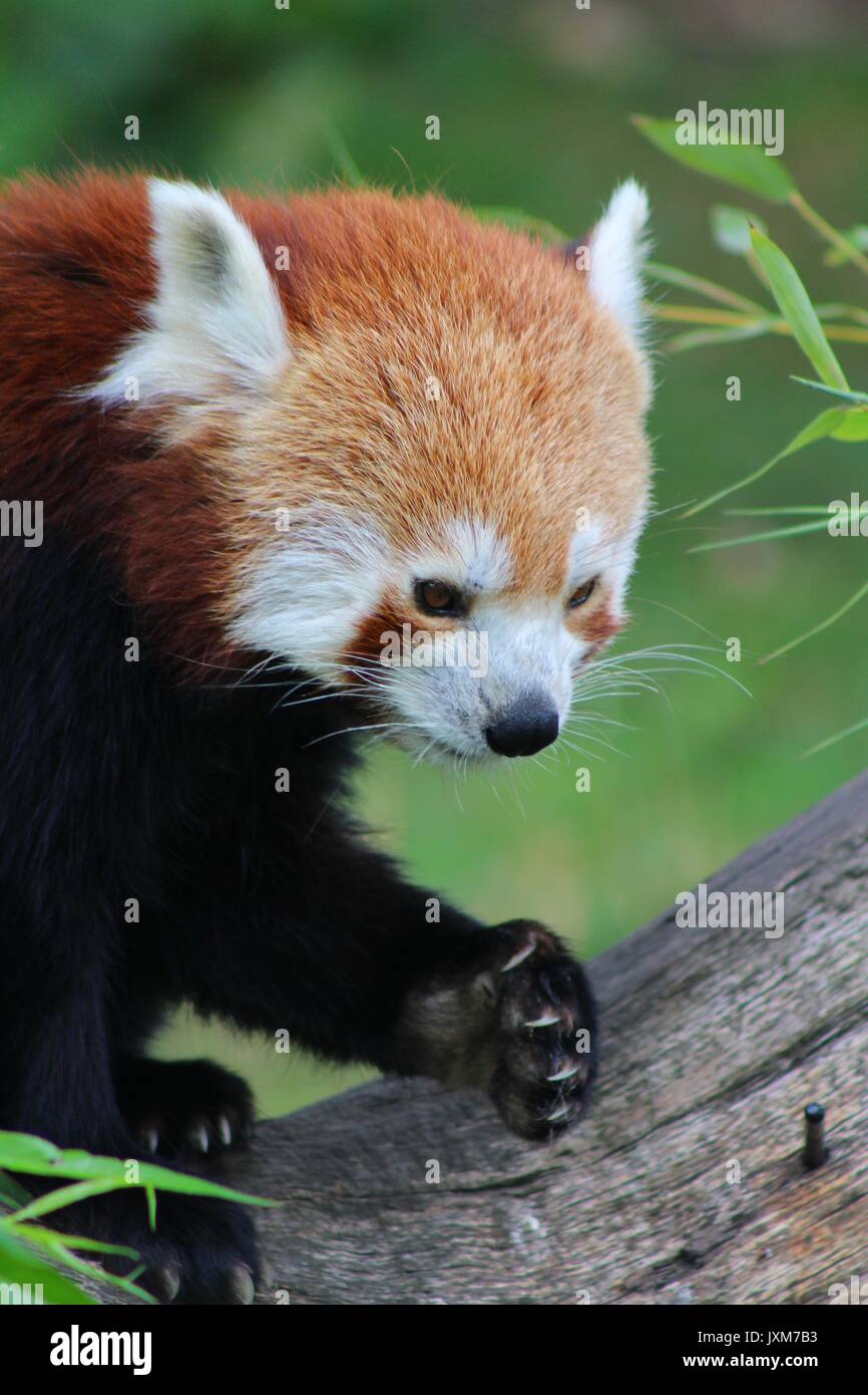 Roter Panda Stockfoto