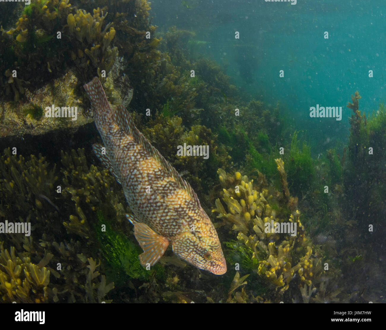 Ballan Wrasse, Großbritannien Stockfoto