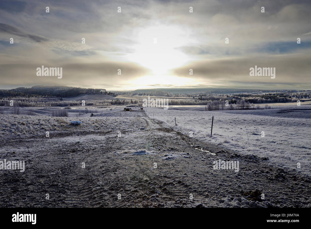 Herde von Tinker auf einem eisigen Weide unter einem bewölkten Himmel in Anundsjoe, Schweden. Stockfoto