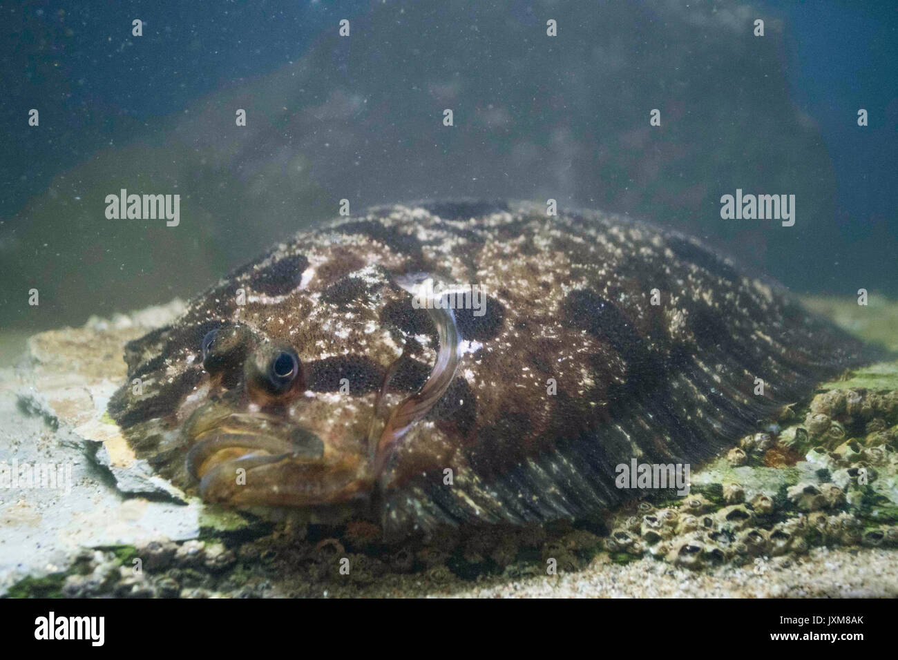 Topknot (Zeugopterus punctatus), Erwachsener, camoflaged auf den Felsen, Aquarium Fowey, Cornwall, England Juli Stockfoto