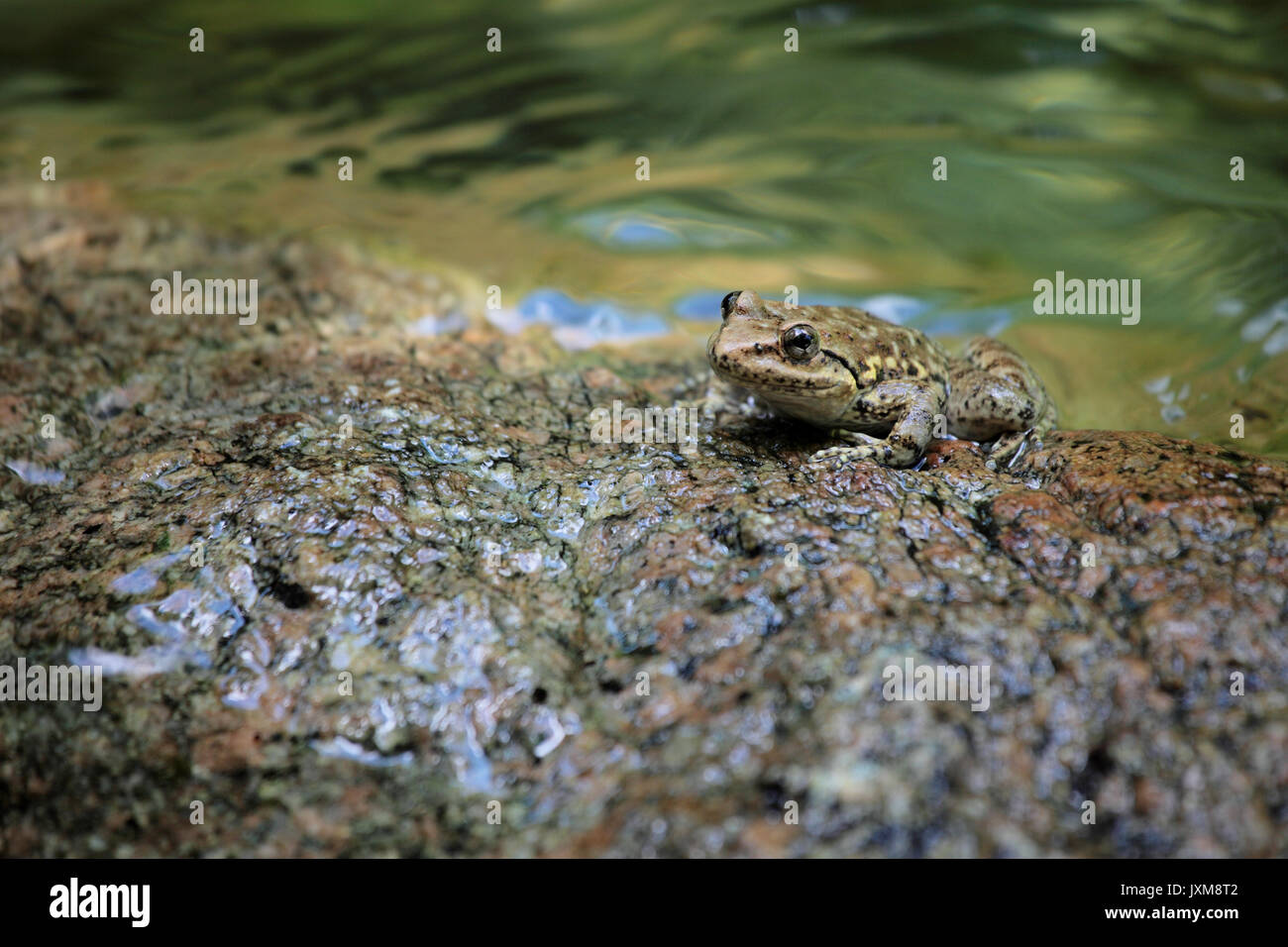 Ein Frosch Stockfoto