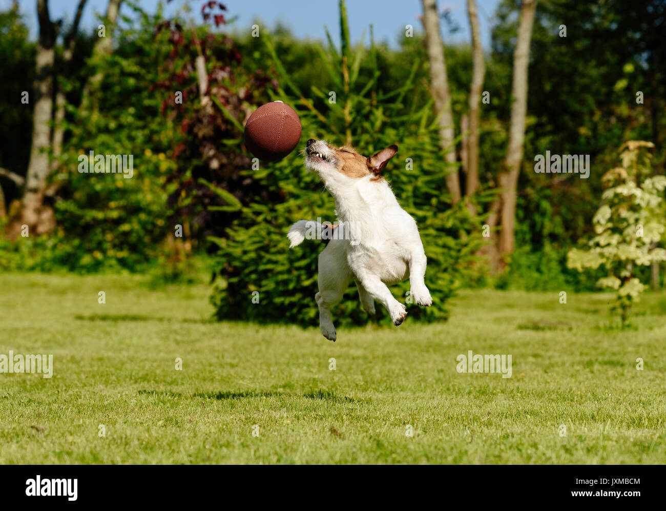 Lustiges American football player fängt Touchdowndurchlauf in hoher Sprung Stockfoto