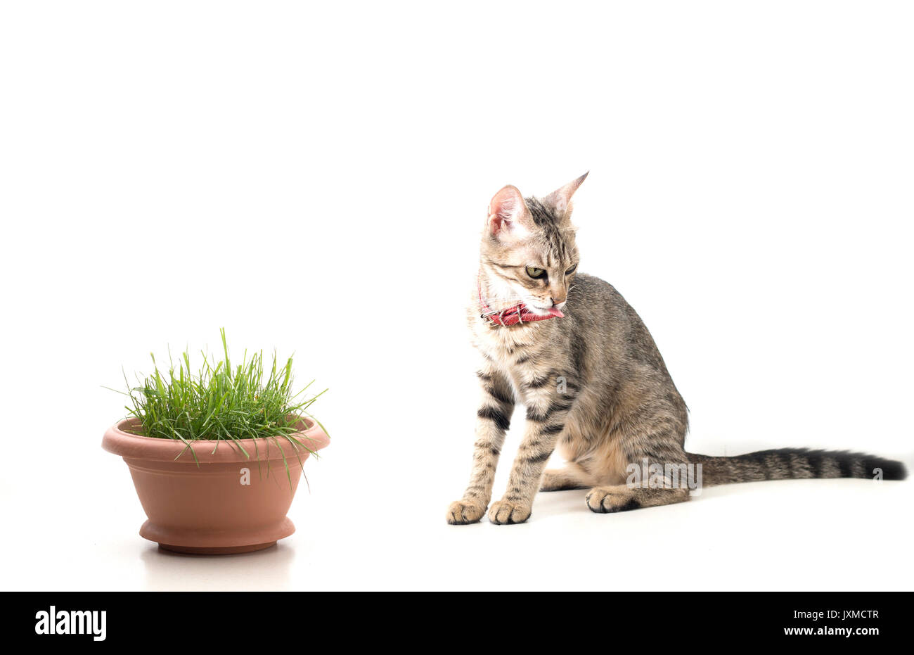 Eine isolierte gestreifte Katze Abneigung Gras vor der Es, Sitzen, Neben der Suche und Igitt Stockfoto