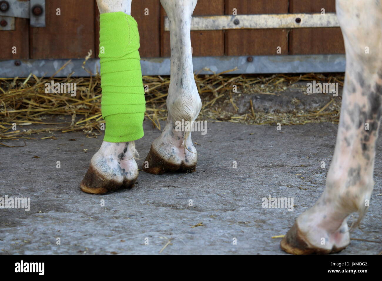 Grüne verband platziert auf dem vorderen Bein ist ein weißes Pferd. Stockfoto