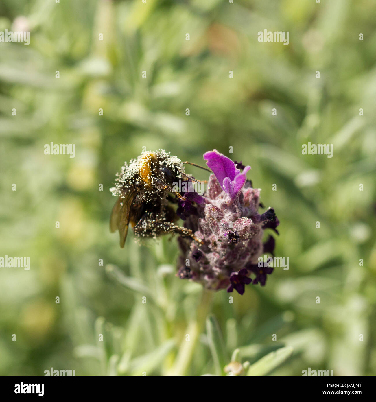 Buff oder Weißschwanzhummel (Bombus terrestris/lucorum), mit Pollen bedeckt, ernährt sich von französischer Lavendelblüte in einem englischen Garten Stockfoto