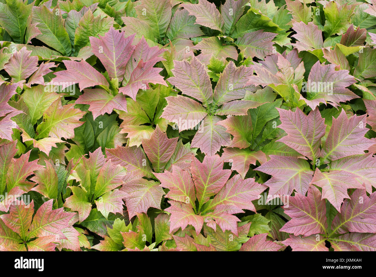 Rodgersia podophylla. Rodgers' Bronze - Blatt Blätter Stockfoto