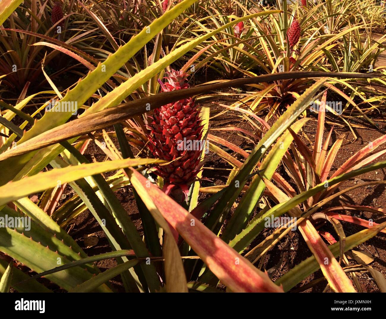 Fancy Pink Pineapple, Dole Plantation, Oahu, Hawaii Stockfoto