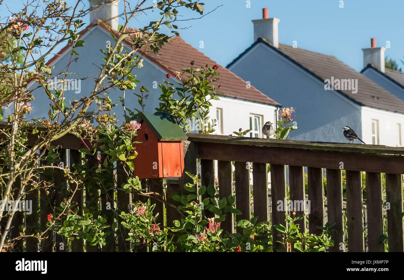 Zwei kleine Garten Vögel am Zaun neben einem Vogel in der Mitwirkenden zurück gardfen. Stockfoto