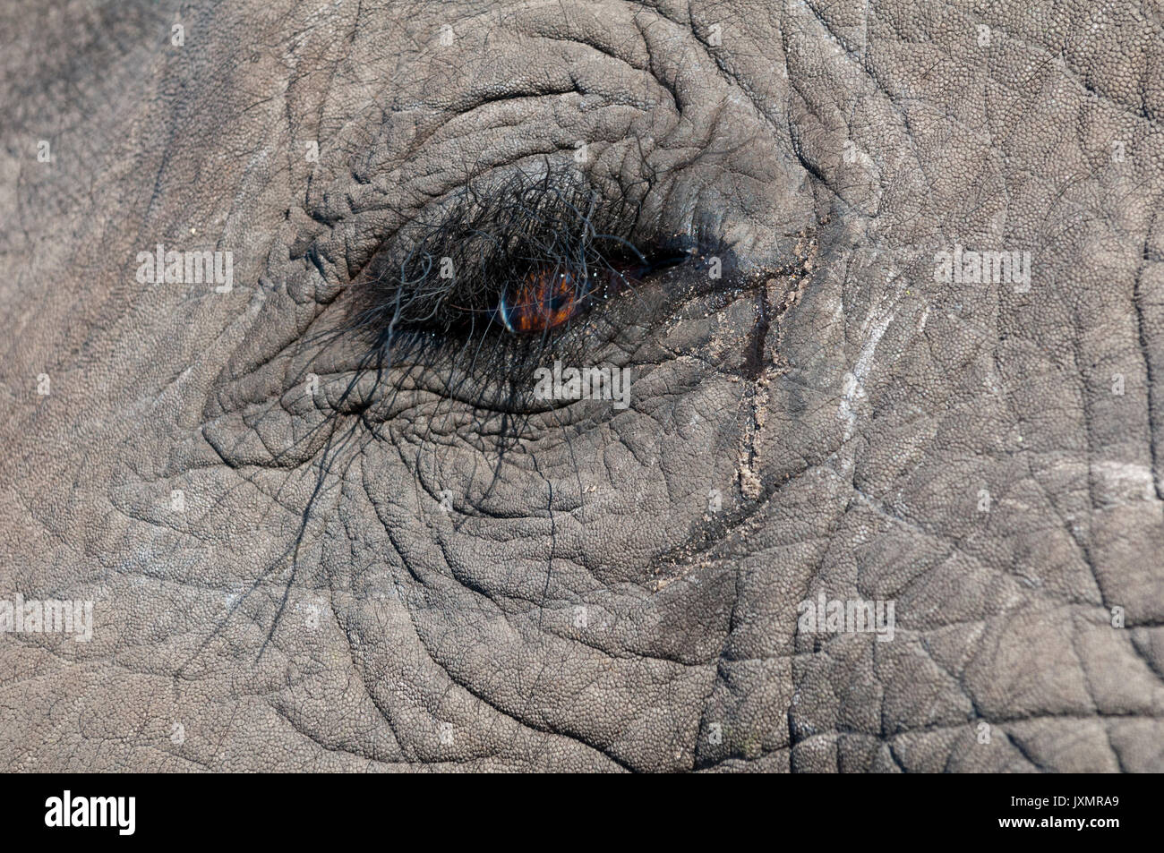 Elephant eye detail (Loxodonta africana), Abu Camp, Okavango Delta, Botswana Stockfoto