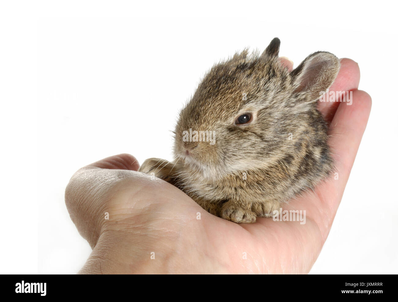 Ei Größe Baby Bunny Kaninchen sitzen in der Handfläche Stockfoto