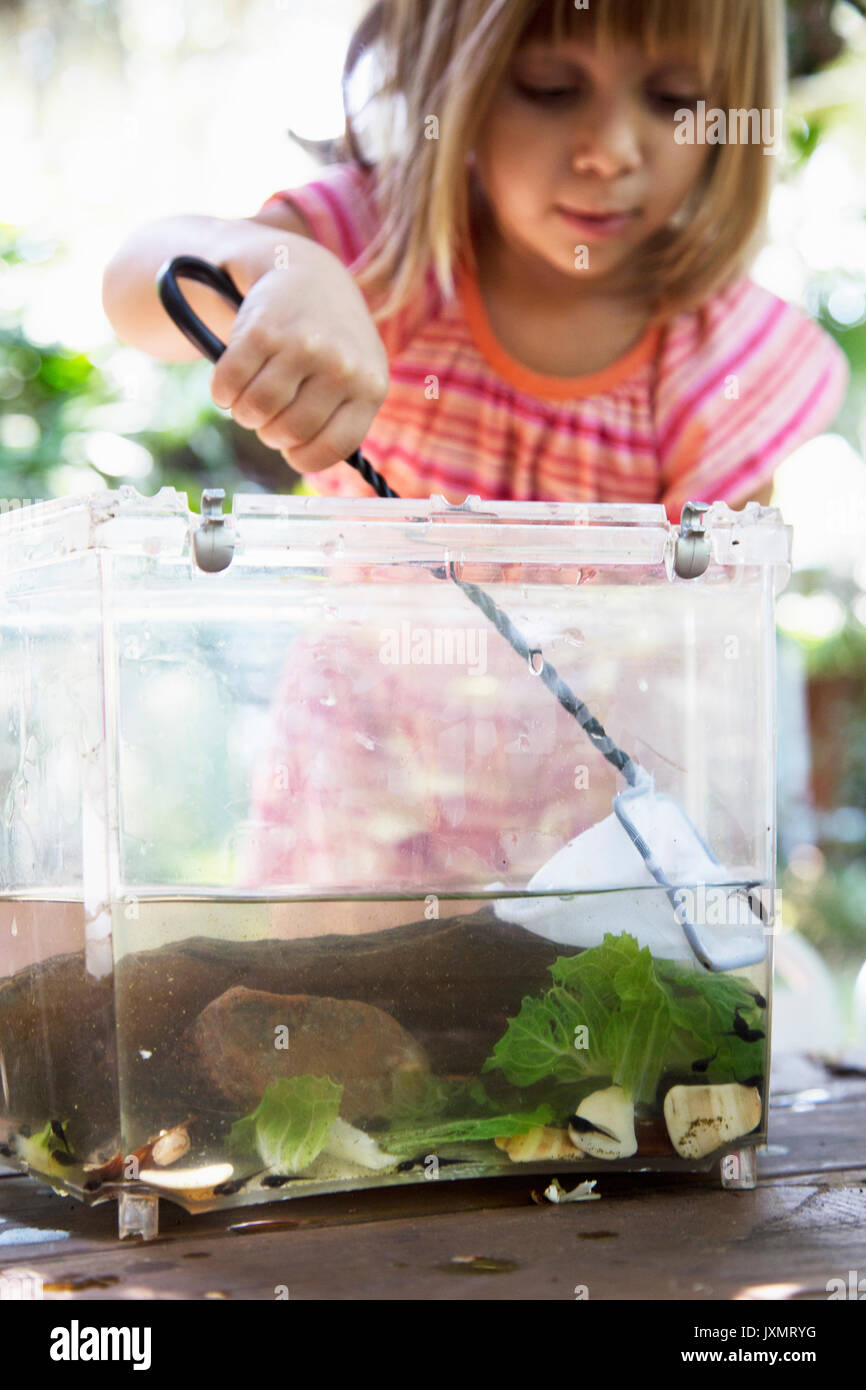 Mädchen schaufelt Fischernetz in Kunststoff tadpole Teich auf Garten Tisch Stockfoto