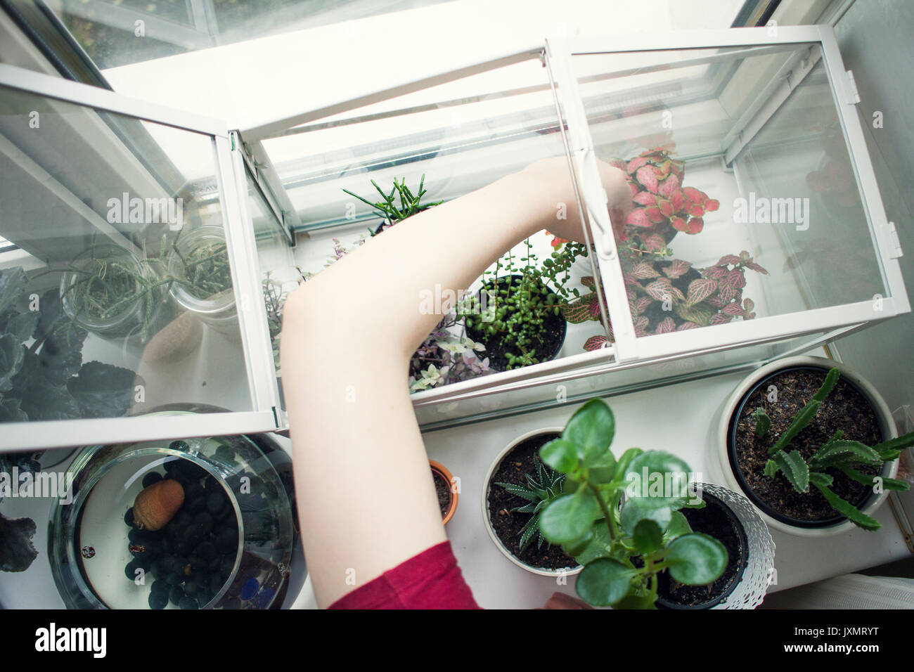 Arm der jungen Frau entfernen Topfpflanze von fensterbank Terrarium Stockfoto