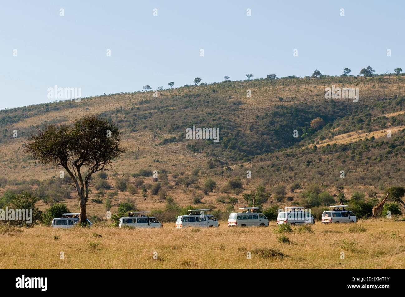 Touristen auf Safari, Giraffen beobachten, Masai Mara National Reserve, Kenia Stockfoto