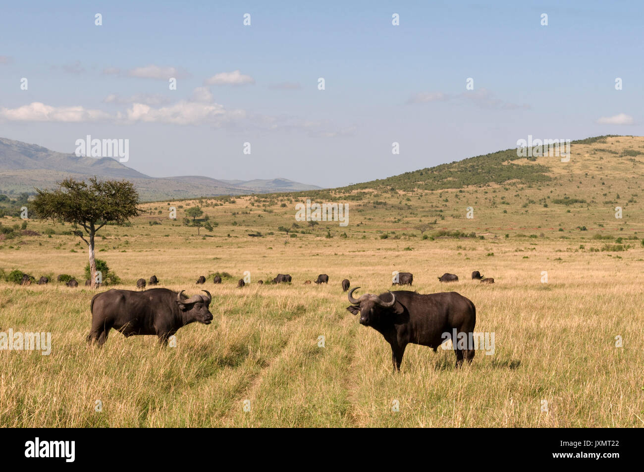 Kaffernbüffel (Syncerus Caffer), Masai Mara National Reserve, Kenia Stockfoto