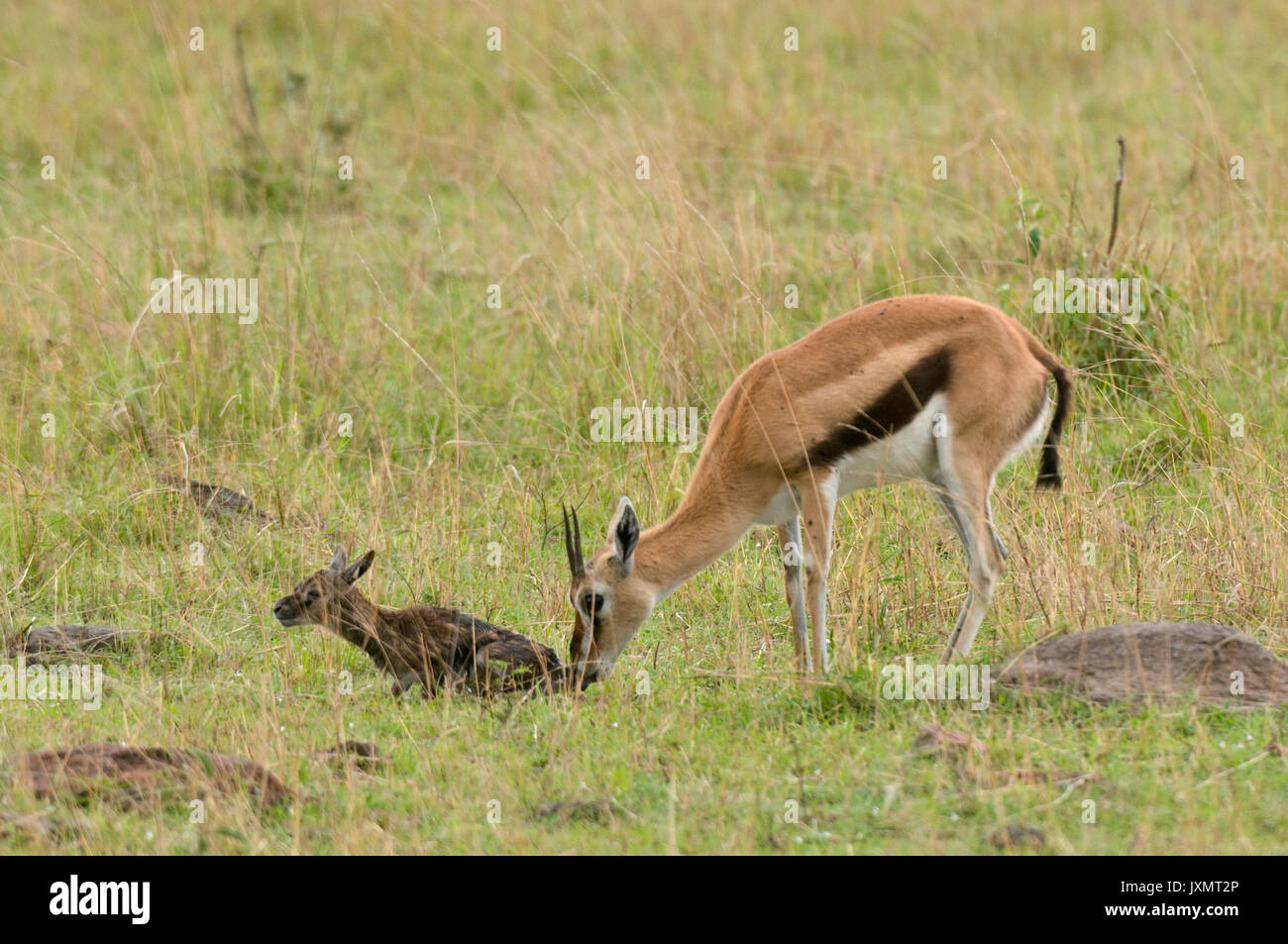 Thomson Gazellen mit Neugeborenen (Gazella thomsoni), Masai Mara National Reserve, Kenia Stockfoto