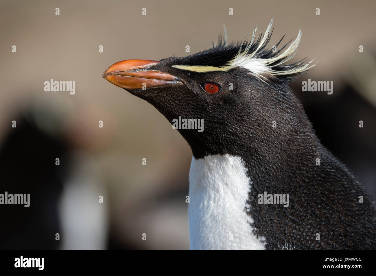 Nahaufnahme, Porträt einer Rockhopper penguin (Eudyptes chrysocome), Port Stanley, Falkland Inseln, Südamerika Stockfoto