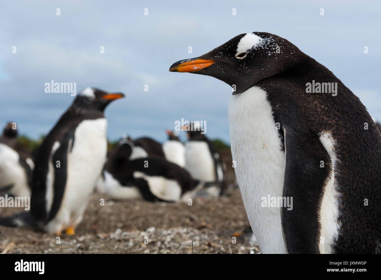 Porträt einer Gentoo Pinguin (Pygoscelis papua), Port Stanley, Falkland Inseln, Südamerika Stockfoto