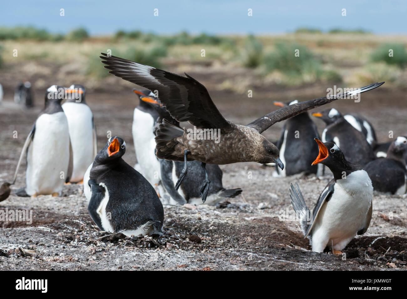 Southern skua (Catharacta antarctica), Angriff auf eine Gentoo Pinguin Kolonie (Pygoscelis papua), Port Stanley, Falkland Inseln Stockfoto